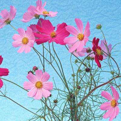 澳门mgm娱乐官网手机app下载